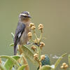 Cinereous Conebill