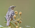 Cinereous Conebill