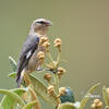 Cinereous Conebill