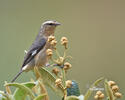 Cinereous Conebill