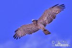 Circaetus gallicus