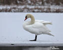 Cisne-branco