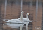 Cisne silbador columbianus