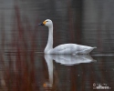 Cisne silbador columbianus