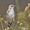 Cisticola juncidis