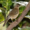 Clay-colored Thrush