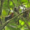 Club-winged Manakin