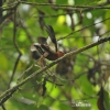 Club-winged Manakin