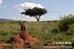 Cənubi Afrika