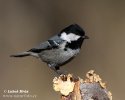 Coal Tit