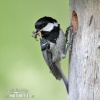 Coal Tit