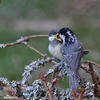 Coal Tit