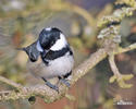 Coal Tit