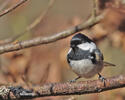 Coal Tit