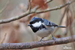 Coal Tit