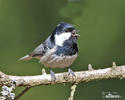 Coal Tit