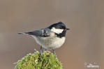 Coal Tit