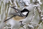 Coal Tit