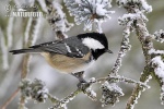 Coal Tit