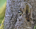 Coal Tit