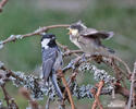 Coal Tit