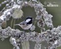 Coal Tit