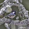 Coal Tit