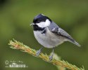 Coal Tit