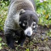 Coati à nez blanc