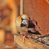 Coccothraustes coccothraustes