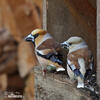 Coccothraustes coccothraustes