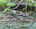 Coccothraustes coccothraustes