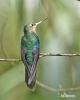 Colibri à ailes saphir