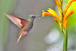 Colibrí colihabano