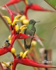 Colibrí colihabano