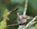 Colibri delphinae