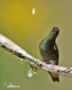 Colibri flavescent