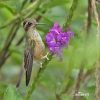 Colibrí Jaspeado