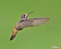 Colibrí marró