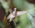 Colibrí pardo