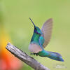 Colibrí rutilante