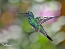 Colibrí rutilante