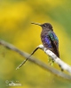 Colibrí sietecolores