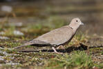 Collared Dove