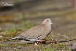 Collared Dove