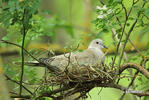 Collared Dove