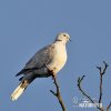 Collared Dove