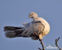 Collared Dove