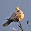 Collared Dove