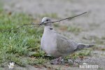 Collared Dove